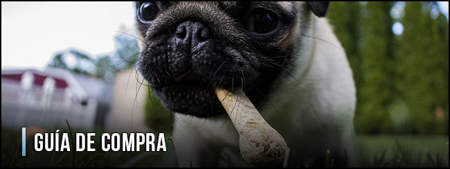 guia-de-compra-pienso-para-perros