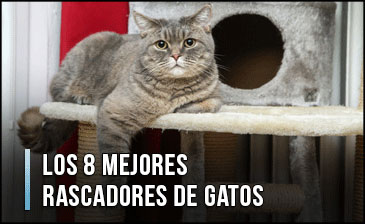 El Mejor Rascador (Estructura) para Gatos – ¿Qué comprar? También Buenos y Baratos (Agosto 2021)